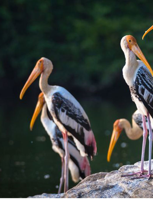 Nalbana bird Sanctuary